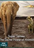Subtitrare Super Senses: The Secret Power of Animals (2014)