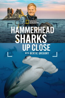 Subtitrare Hammerhead Sharks Up Close with Bertie Gregory (2026)